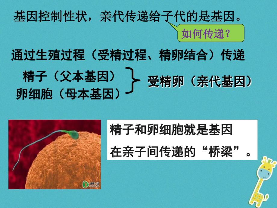 八年级生物下册7.2.2基因在亲子代间的传递教学课件(新版)新人教版_第2页