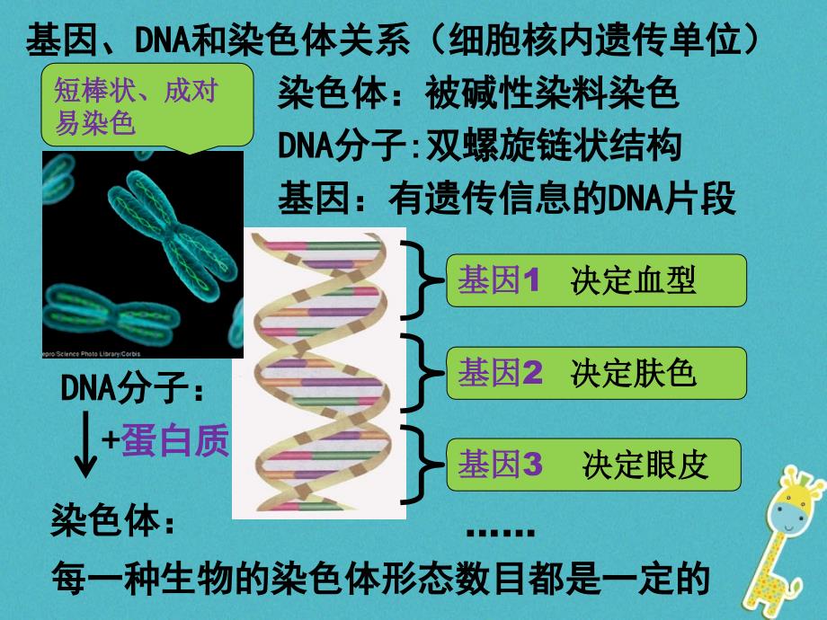 八年级生物下册7.2.2基因在亲子代间的传递教学课件(新版)新人教版_第3页