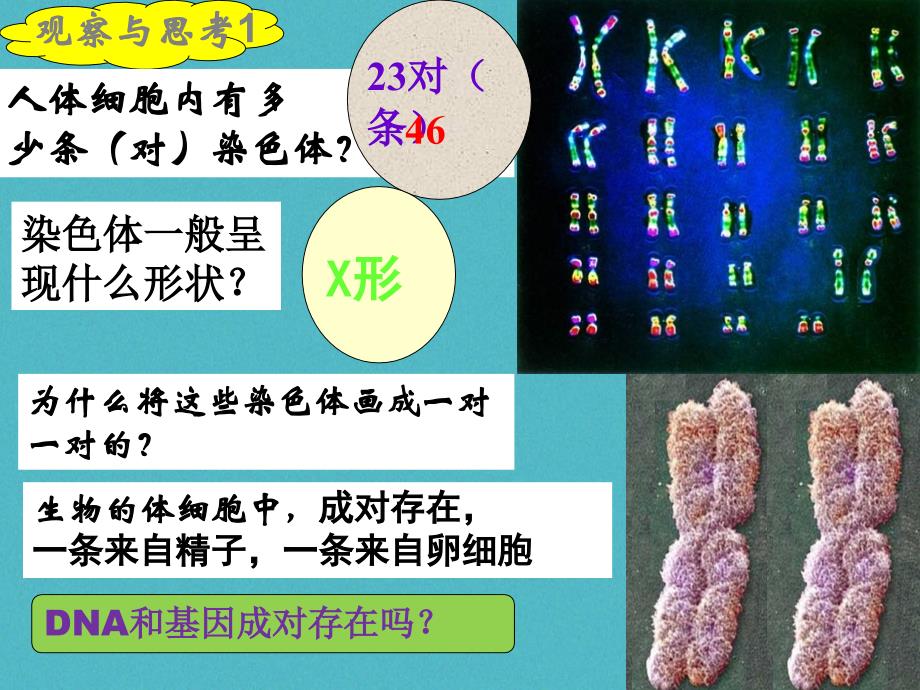 八年级生物下册7.2.2基因在亲子代间的传递教学课件(新版)新人教版_第4页