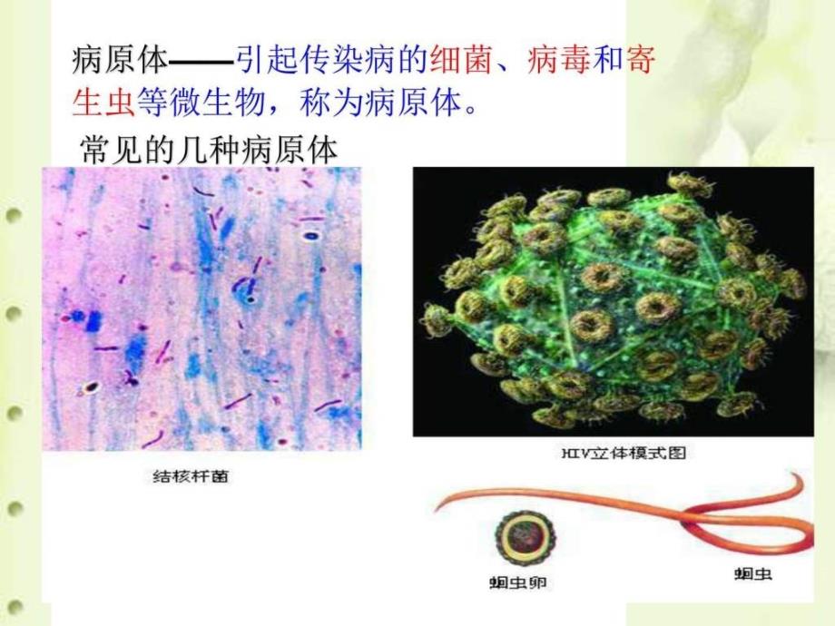 传染病及其预防课件图文_第4页