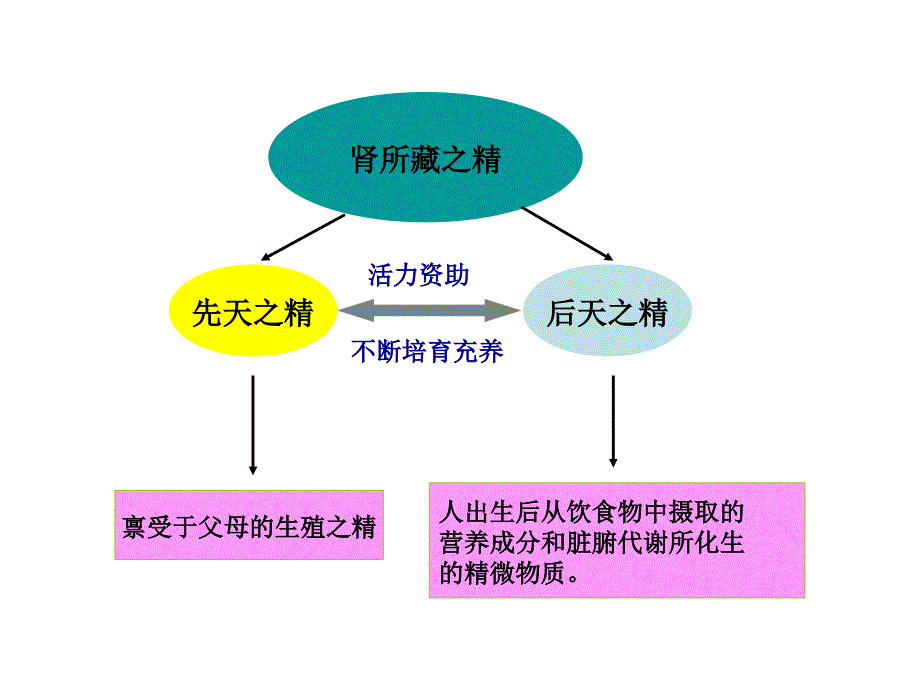 7817编号中医学课件 五脏-肾_第4页