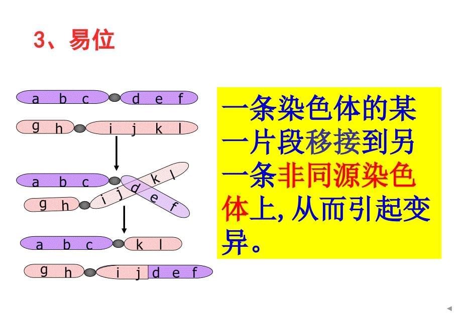 人教版必修2《染色体变异》公开课课件_第5页