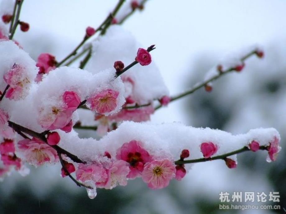 人教版小学二年级语文上册课件----12[1].看雪_第2页