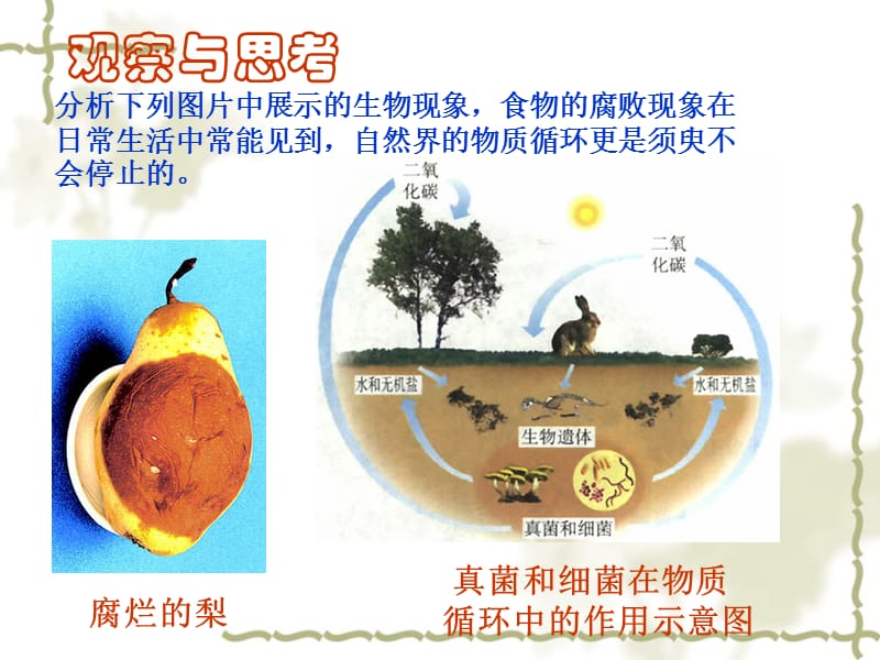 八年级上册人教版生物课件 5-5-1细菌和真菌在自然界中的作用_第5页