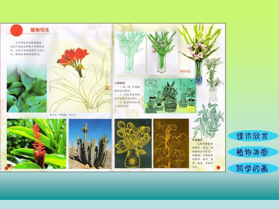 人美版小学美术四年级第一课《植物写生》课件_第2页