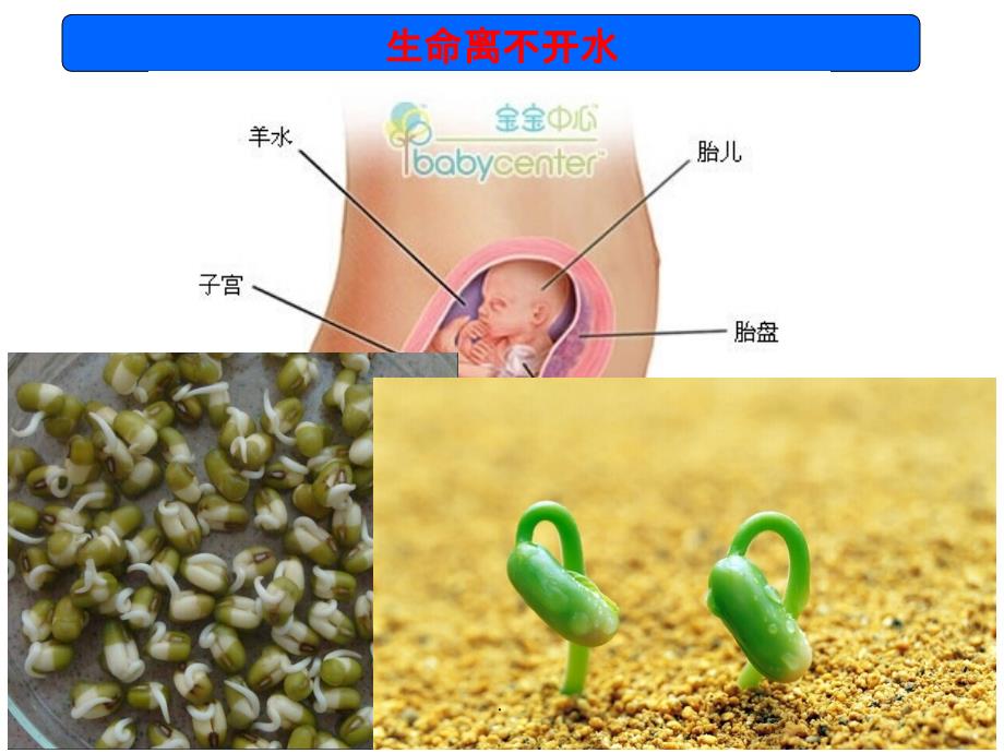 高中生物必修1细胞中的无机物1ppt课件_第4页