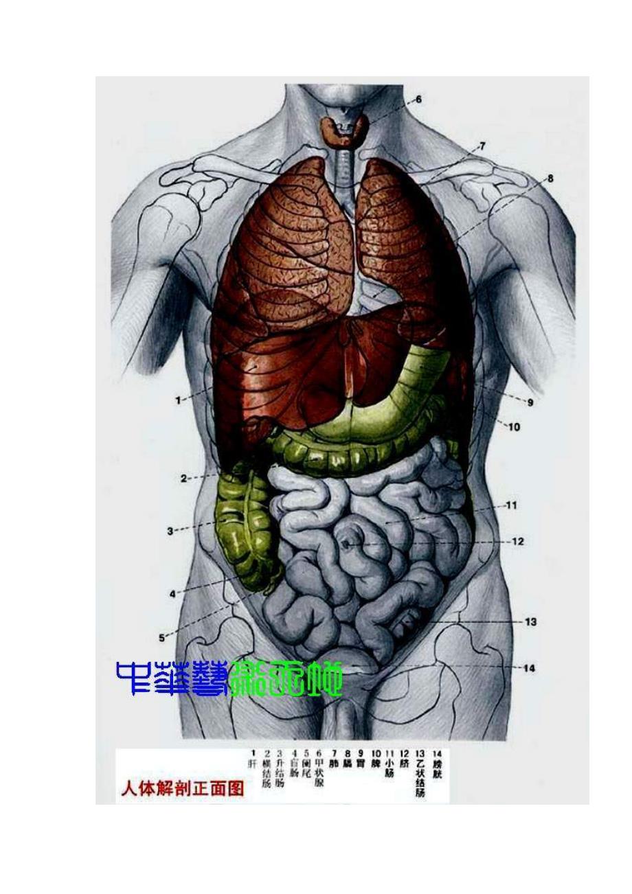 8051编号最全人体内脏结构图(医学图谱)_完整版_第2页