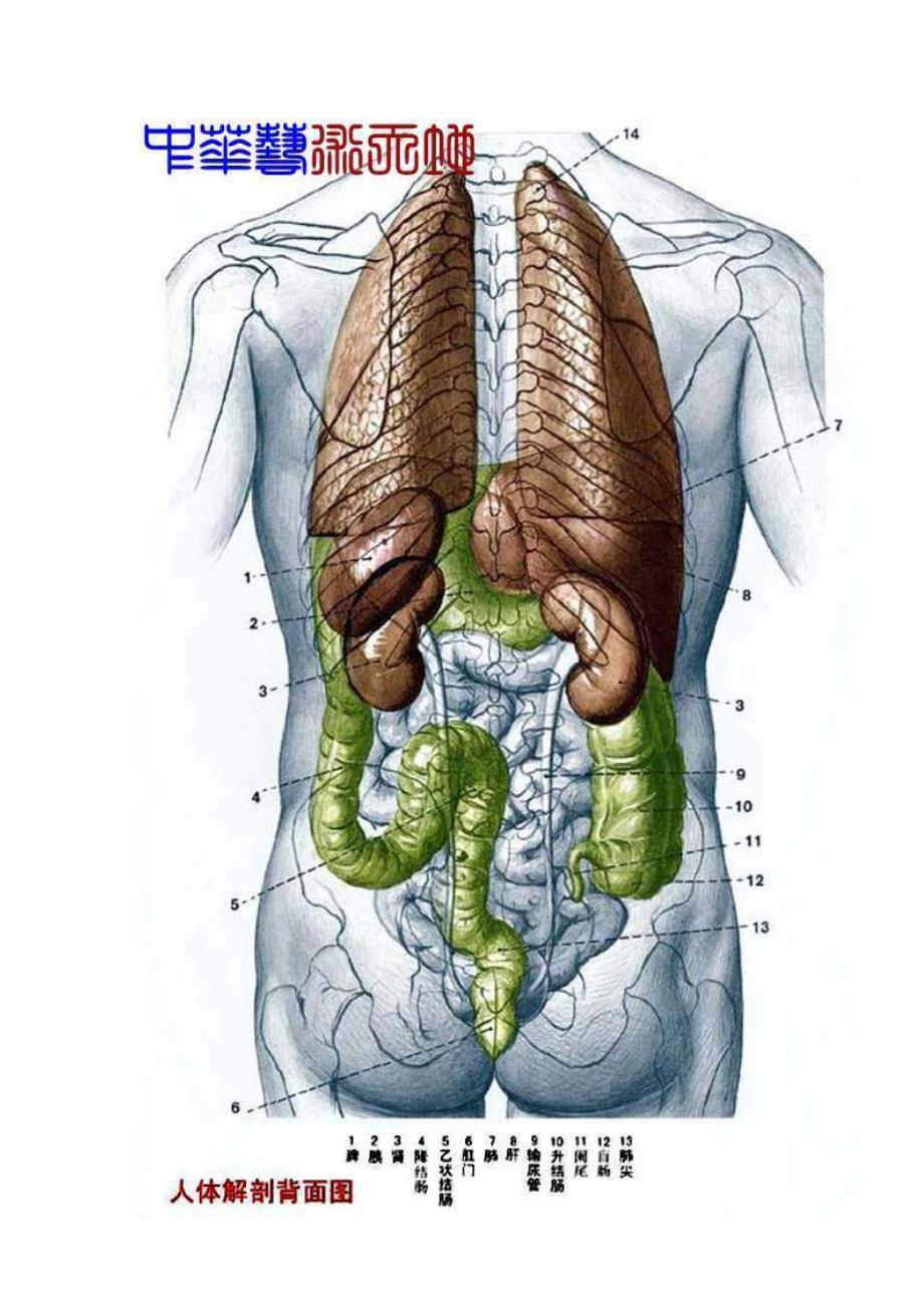 8051编号最全人体内脏结构图(医学图谱)_完整版_第4页