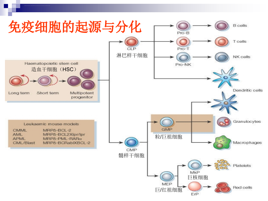 免疫细胞淋巴细胞课件_第4页