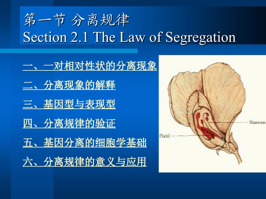 6607编号医学遗传学 第三章第一节分离规律_第1页