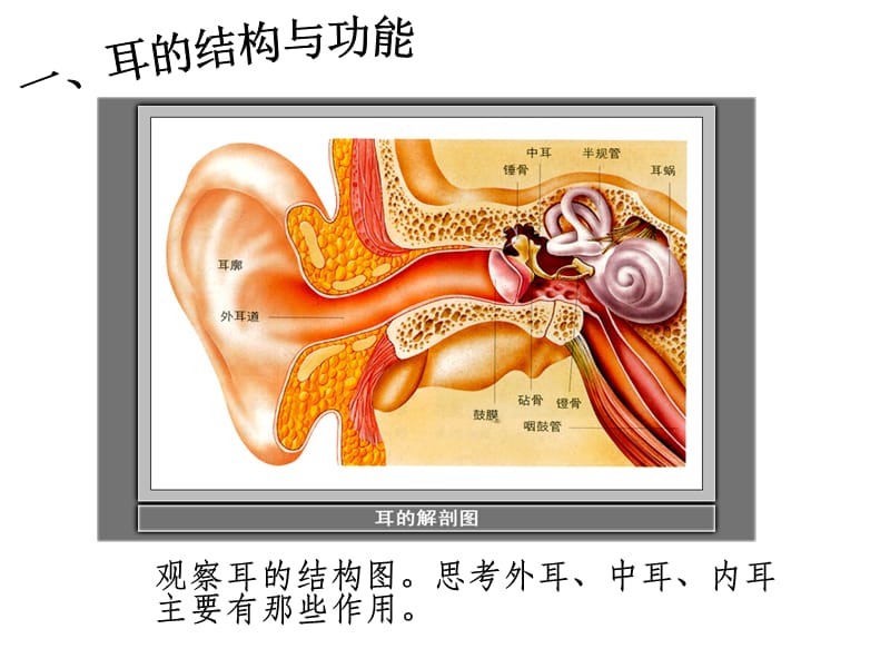 科教版四年级科学上《6我们是怎样听到声音的》1ppt课件_第2页