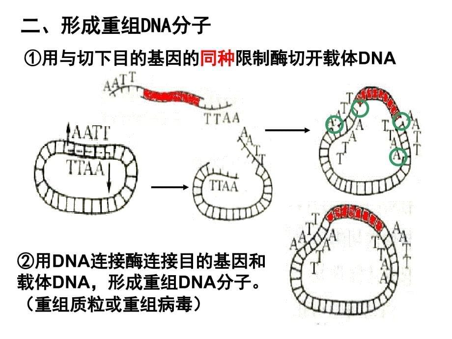 2019第二节基因工程的基本操作步骤课件_第5页