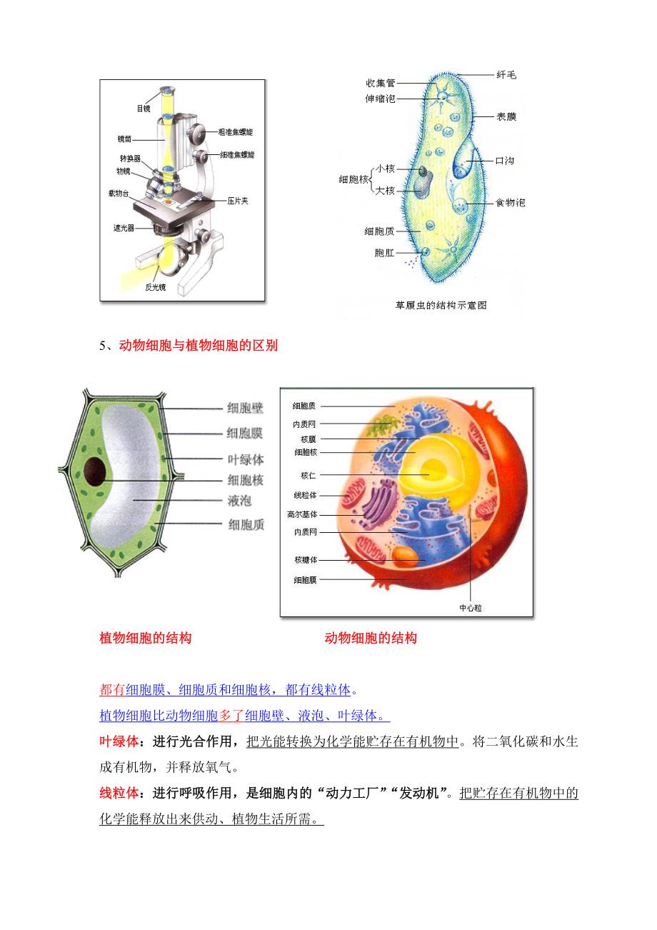 七年级上册生物学知识点总结-_第2页