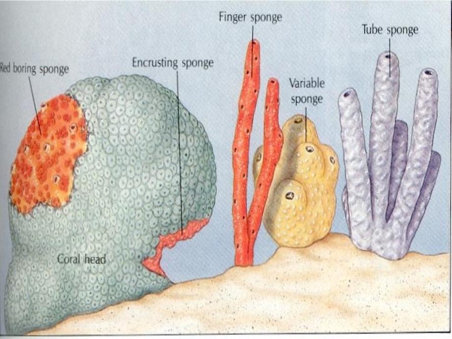 动物生物学 多孔动物门(Spongia课件_第4页