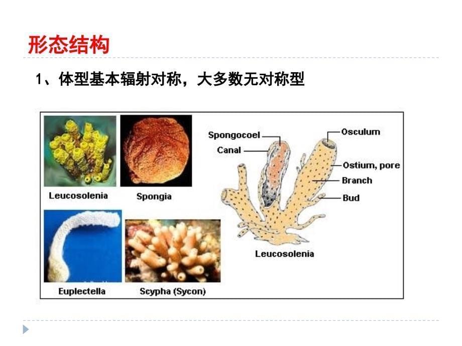 动物生物学 多孔动物门(Spongia课件_第5页