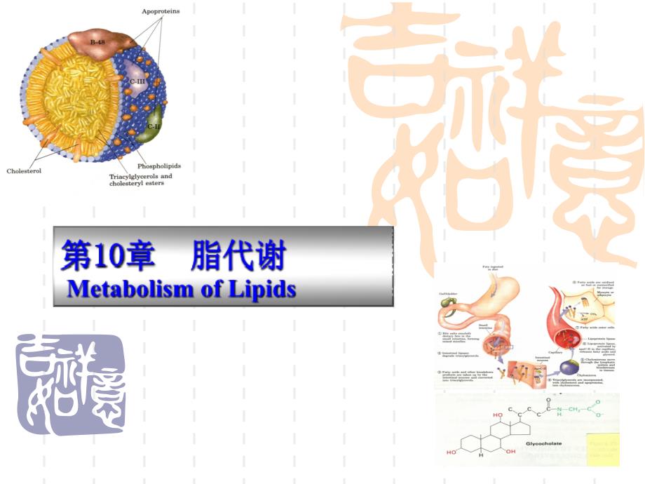 动物生物化学第十章脂类代谢课件_第1页