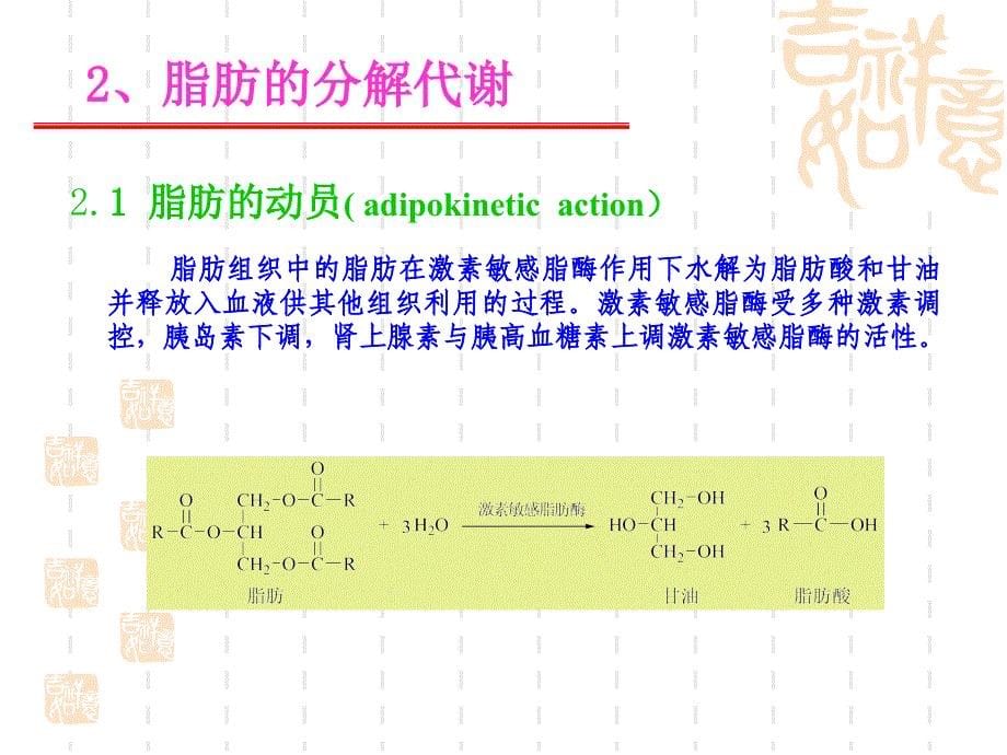 动物生物化学第十章脂类代谢课件_第5页