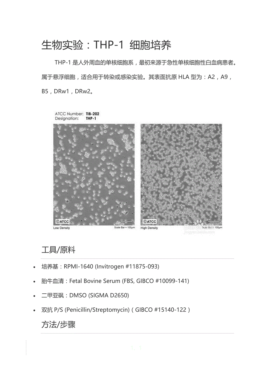 THP-1 细胞培养._第1页