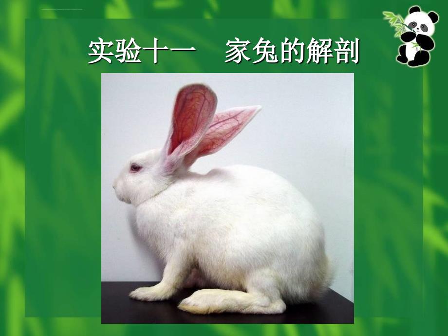 动物学兔子实验报告课件_第1页