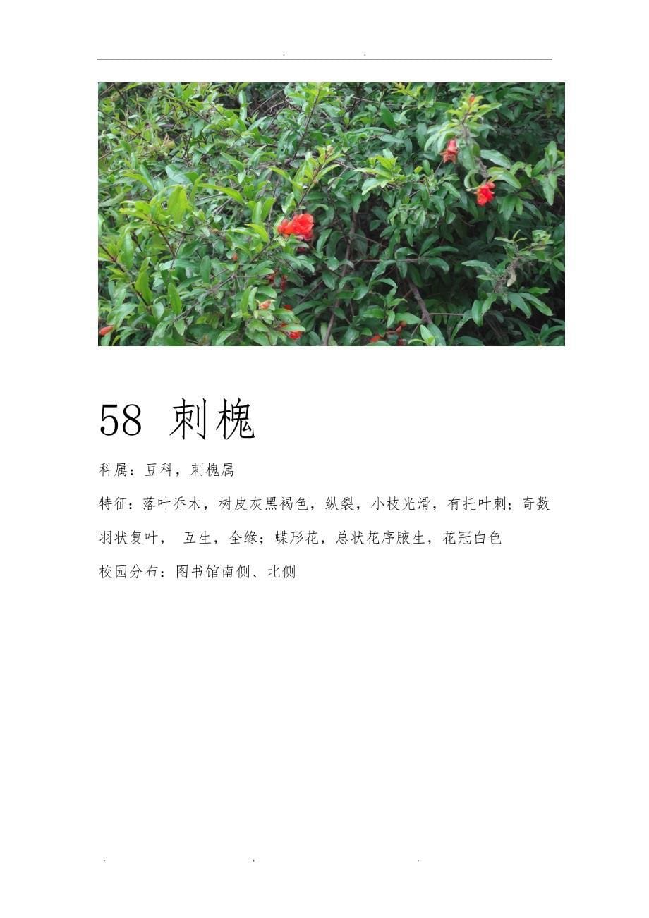 商丘师范学院百种植物 二_第5页