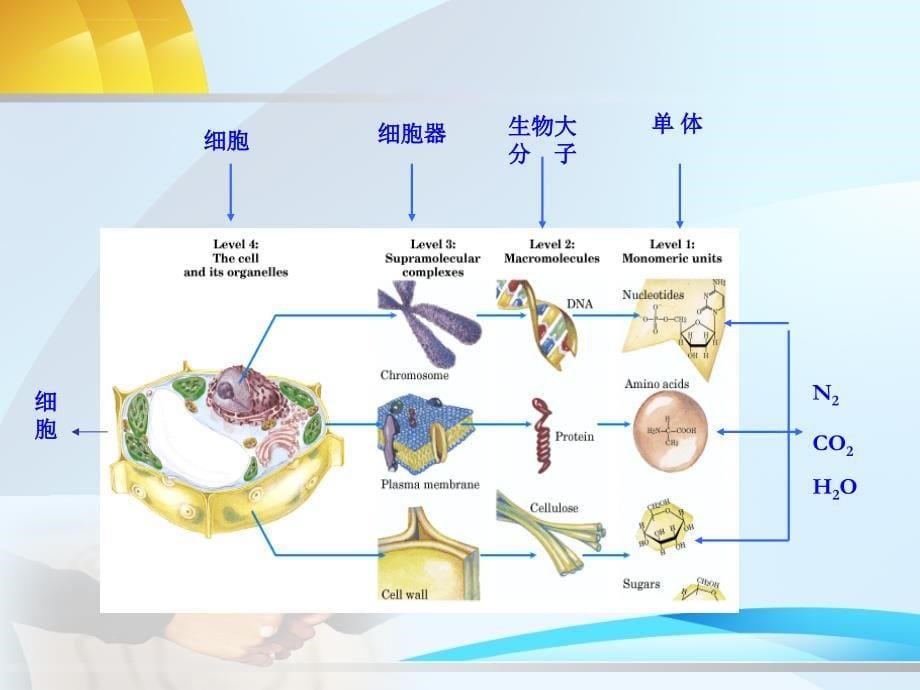 动物生物化学PPT论绪课件_第5页