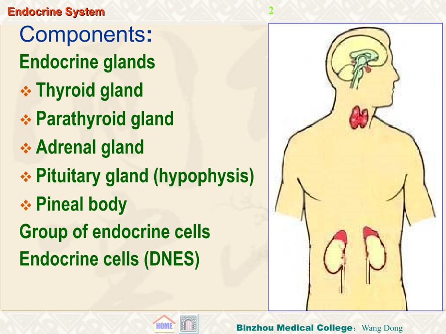 内分泌 endocrine system---滨州医学院 组织学与胚胎学课件_第2页