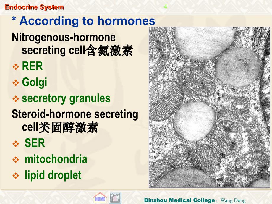 内分泌 endocrine system---滨州医学院 组织学与胚胎学课件_第4页