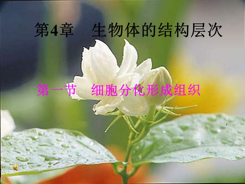 北师大版生物七上第一节《 细胞分化形成组织》p课件_第1页