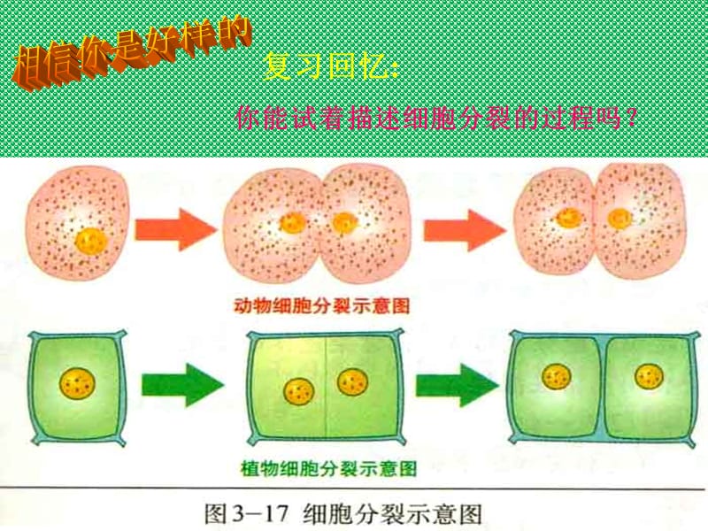 北师大版生物七上第一节《 细胞分化形成组织》p课件_第2页