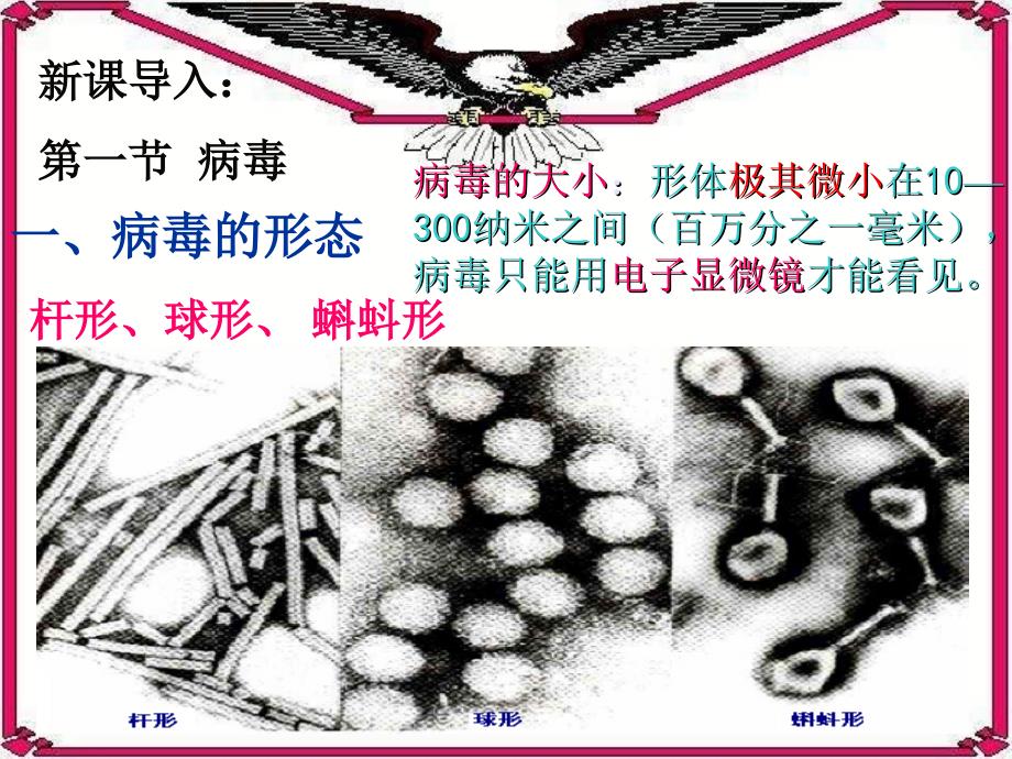 初中生物_生物圈中的微生物PPT课件_第3页