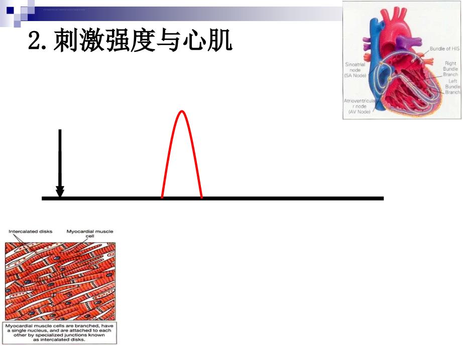 刺激强度频率对蛙骨骼肌与心室肌收缩影响的同步比较课件_第3页