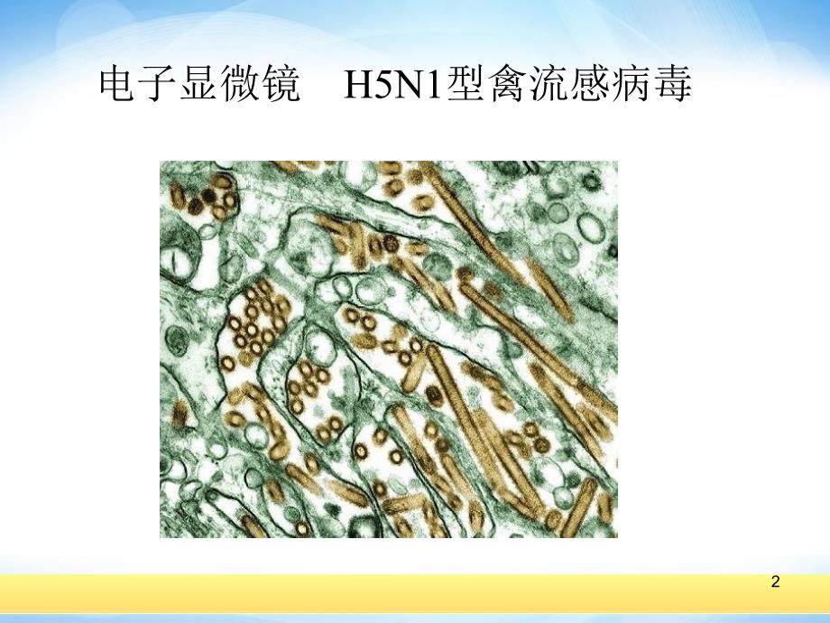 2019选修2《获取图形图象》ppt课件高中信息技术_第2页