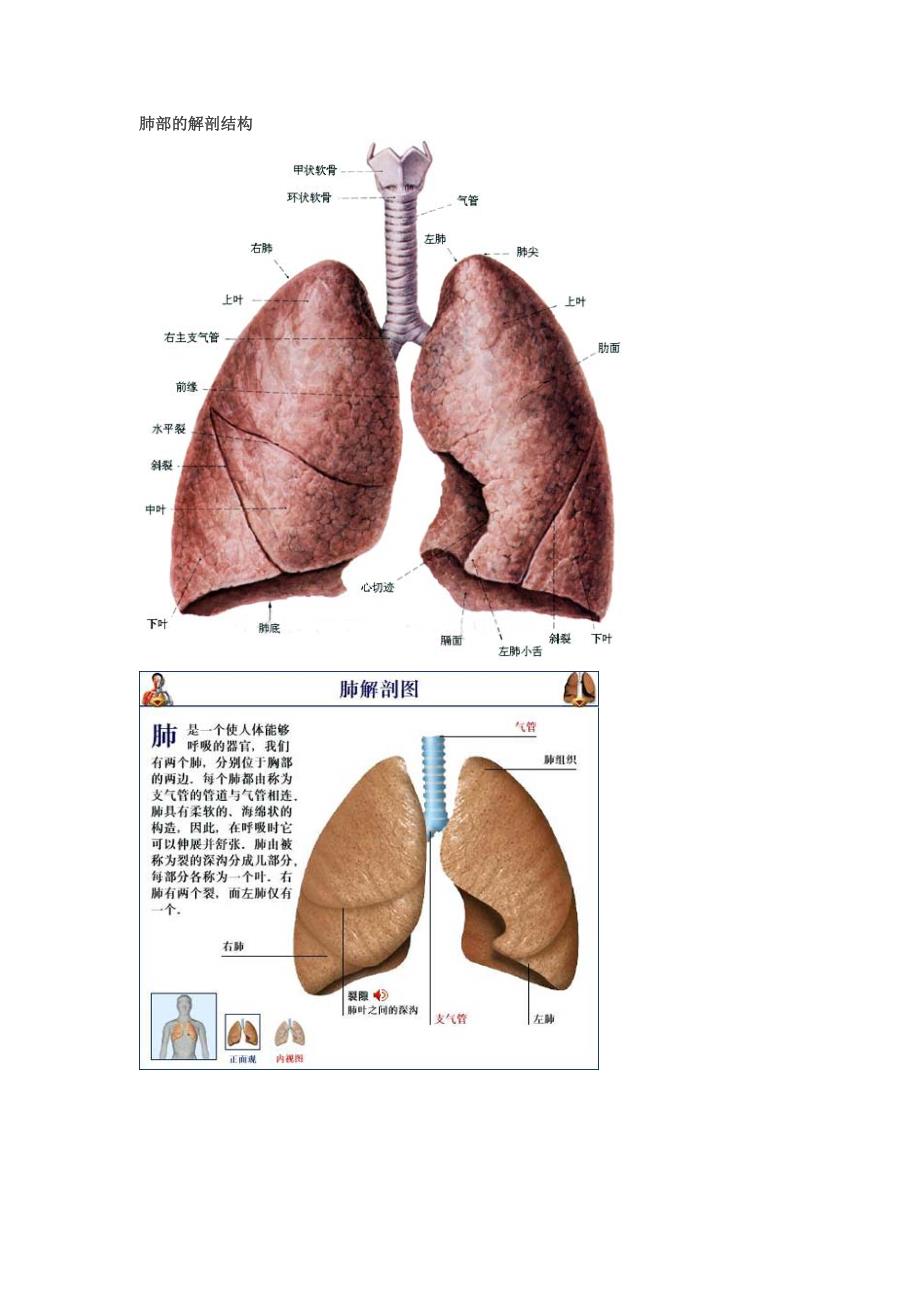 肺部的解剖结构--_第1页