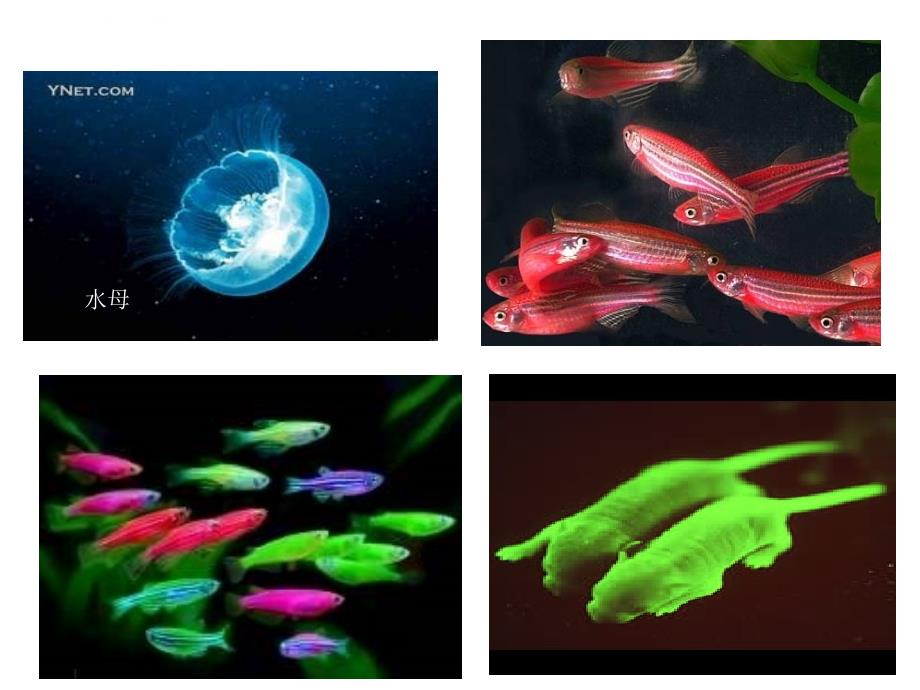 生物基因工程的基本操作程序课件_第4页