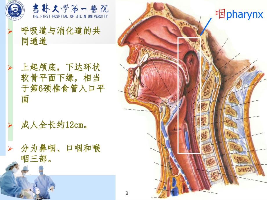 咽部解剖（课堂PPT）_第2页