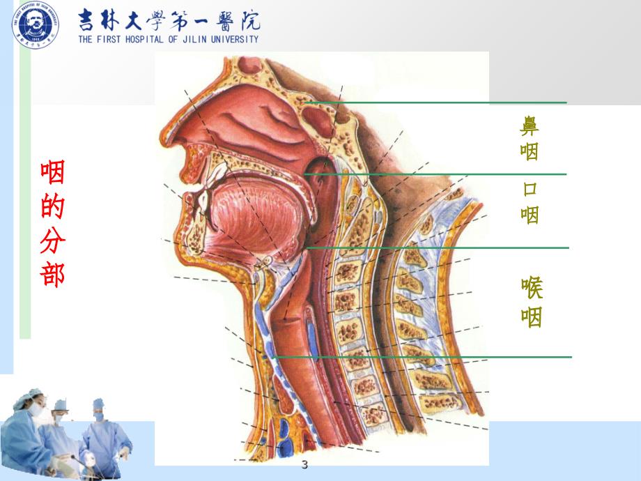 咽部解剖（课堂PPT）_第3页
