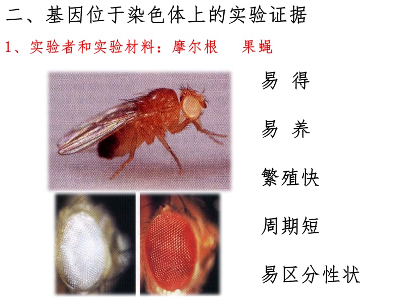 生物一轮复习基因在染色体上和伴性遗传改后（课堂PPT）_第5页