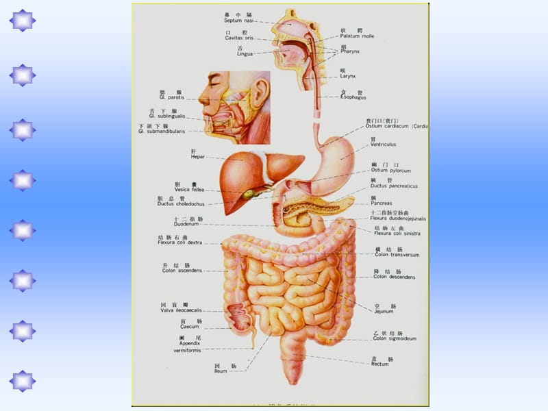 消化系统疾病、谷云龙教学幻灯片_第5页