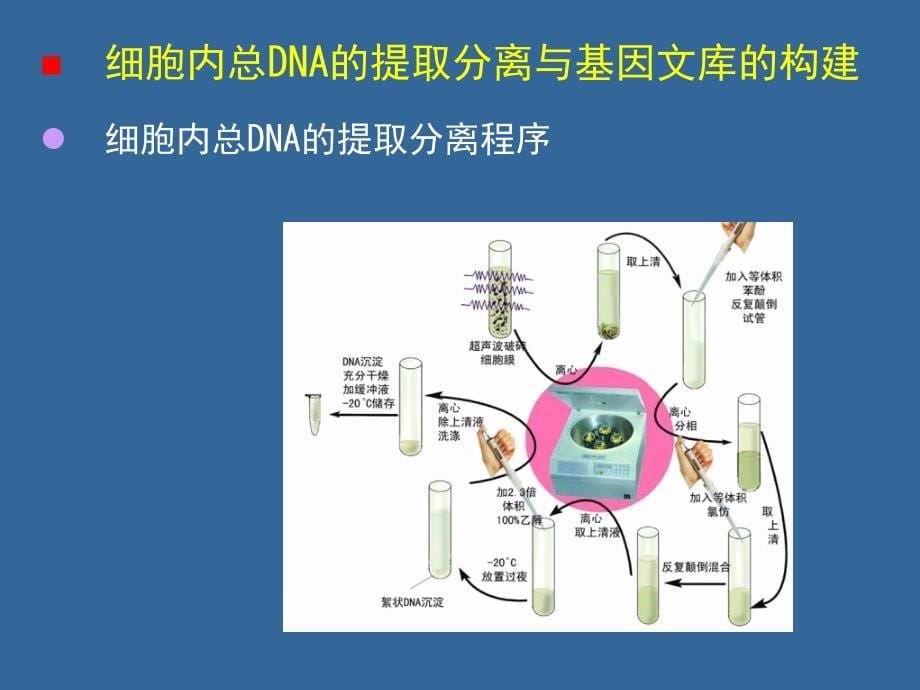 生物竞赛辅导资料：重组DNA技术课件_第5页