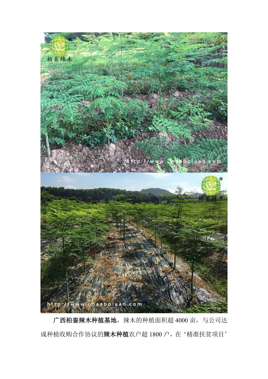 9565编号广西柏銮辣木种植基地辣木长势喜人采收工作顺利_第2页