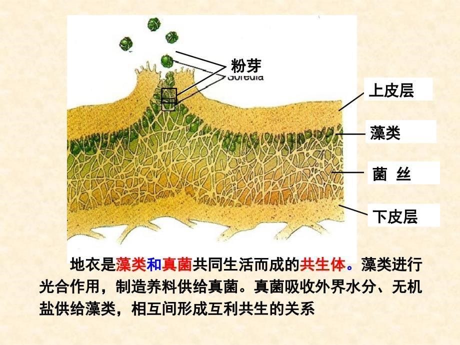 14群落的演替一轮复习课件_第5页