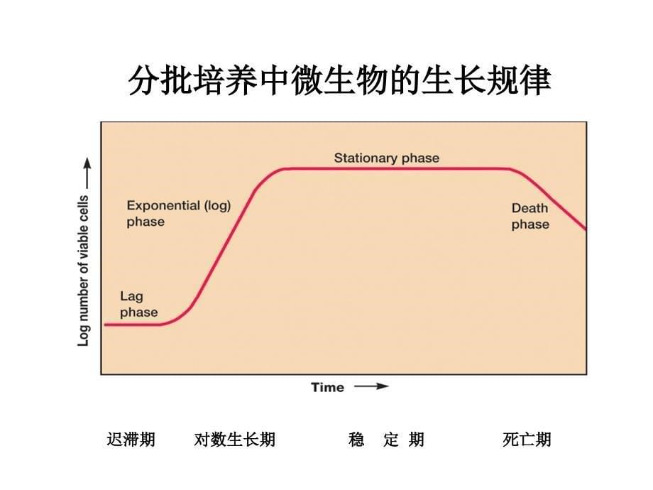 红霉素发酵工艺控制及操作PPT_第5页