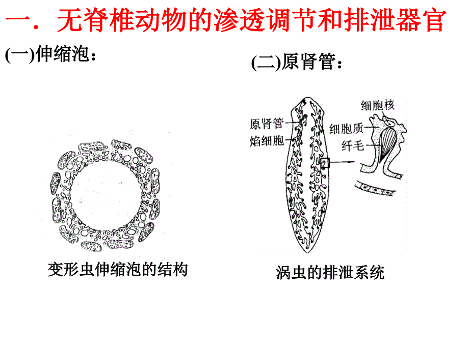 生物竞赛辅导--动物生理4(排泄与水盐平衡)课件_第2页