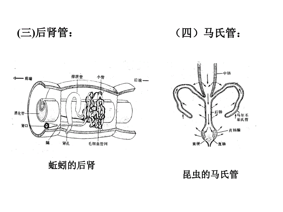 生物竞赛辅导--动物生理4(排泄与水盐平衡)课件_第3页