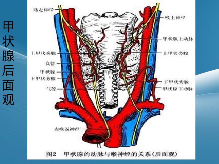 甲状腺常见疾病CT诊断PPT_第3页