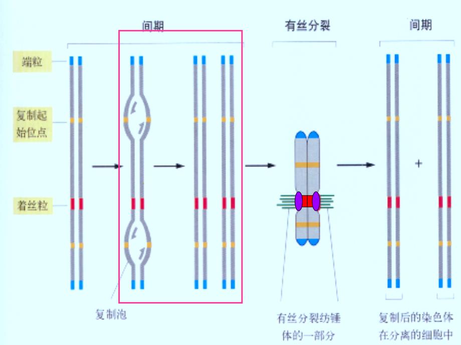 第四章 细胞的复制与转录PPT_第3页