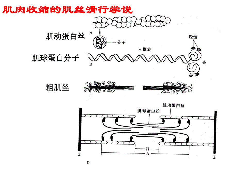 省竞赛辅导--动物生理5(运动系统与生物电)as课件_第4页