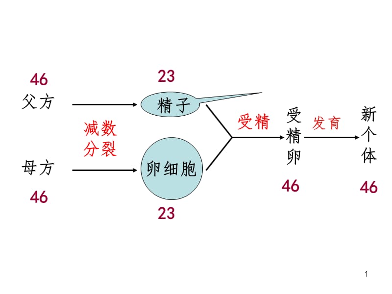 高一生物减数分裂和受精作用讲解(全)（课堂PPT）_第1页