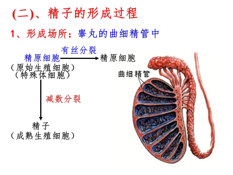 高一生物减数分裂和受精作用讲解(全)（课堂PPT）_第5页