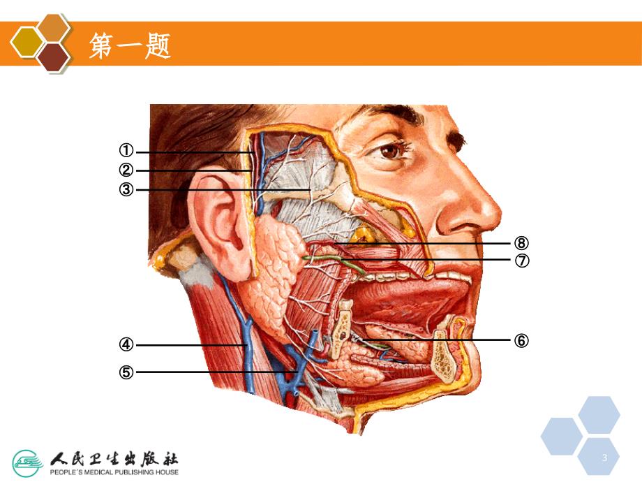 局部解剖学填图题（课堂PPT）_第3页